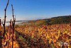 Logo Œnotourisme grand cru